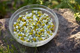 However, if you don't want to plant and dry your own flowers, you can buy dry chamomile flowers online or at a local grocery store. Make A Soothing Calming Relaxing Tea Bath The Daily Tea