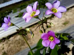 Image result for Oxalis latifolia