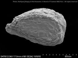 Image result for Myrothamnaceae