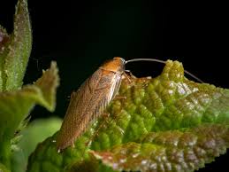 La blatte de jardin (ectobius vinzi de son nom scientifique) est un insecte de la famille des blattélidés. Cafard De Jardin Ou Blatte De Jardin Comment S En Debarrasser