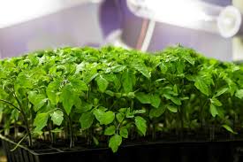 However, the hours of sunlight do not need to be consecutive. 10 Tips For Growing Great Tomatoes