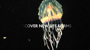 Visiting vancouver page this is where you'll find everything you need to know about visiting vancouver: Jellyfish Odyssey Youtube