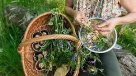 Wild Salad Greens & Dressings - A Tastings Workshop