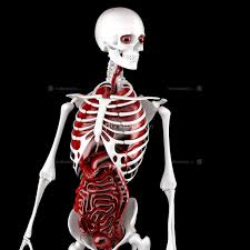 They also work in tandem to form organ systems, like the digestive system or the circulatory system. Human Male Anatomy Skeleton And Internal Organs 3d Illustratio Technology Indivstock