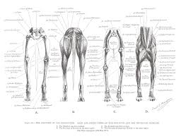 Greyhound Anatomy Diagram Back And Front Views Of The