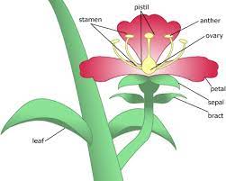 What Makes A Petal A Petal Parts Of A Flower Flower Petals Planting Flowers