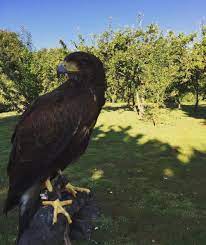 We try to find a raptor best there is a huge pest control issue in ireland being blindsided and it is up to us to control it at source. Pest Control Sbp Solutions Sky Birds Of Prey