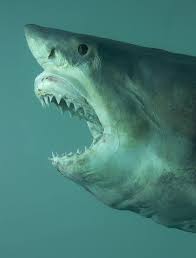 In 2008, a team of scientists led by stephen wroe conducted an experiment to determine the great white shark's jaw power and findings indicated that a specimen massing 3,324 kg (7,328 lb) could exert a bite force of 18,216 newtons (4,095 lbf). The Immortal Damien Hirst White Sharks Shark Pictures Great White Shark