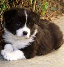 900 Border Collies Ideas Collie Border Collie Dogs