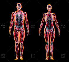 Maybe you would like to learn more about one of these? Anatomy Muscle Black And White Stock Photos Offset