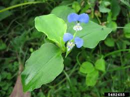 Image result for Commelina petersii
