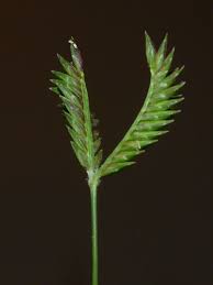 Image result for Tristachya