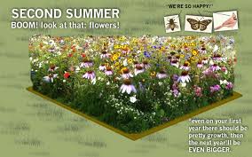 Mike S Guide To Starting A Wildflower Patch Even If You Are Insanely Lazy In 2020 Wild Flowers Patches Native Plants