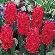 Image result for Hyacinth Red 2016 S