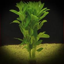 Image result for Bacopa crenata