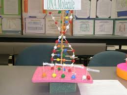 A Double Stranded Dna Model Project Dna Model Project Dna Project Dna Model