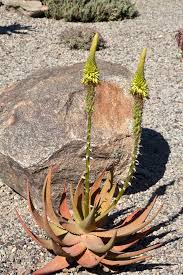 Image result for Asphodelaceae