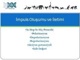 www yenibiyoloji com panosundaki pin