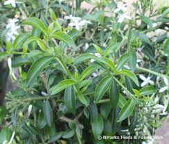 Image result for Pavetta uniflora