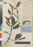 Image result for Ficus persicifolia