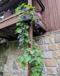 The most common morning glory vine material is cotton. How To Grow Morning Glories Feathers In The Woods