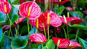 Maybe you would like to learn more about one of these? 3 Cara Merawat Tanaman Hias Bunga Anthurium Agar Berwarna Cerah