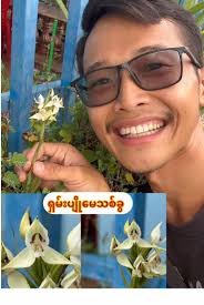 Begonia Soluta: The Colorful Beauty of Myanmar's Nature