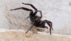 Some bites are painless initially, but pain, which can be severe and involve the entire extremity, develops. Everything You Need To Know About Common Australian Spiders Canberra Pest Control
