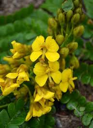 Image result for Eriosema rhynchosioides