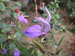 Image result for Brillantaisia owariensis