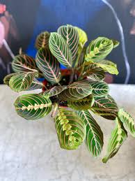 Image result for Maranthes floribunda