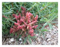 Image result for Suaeda sp. B