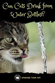 Can Cats Drink From Water Bottles Yes And Why They Do Upgrade Your Cat Cat Drinking Cat Health Cat Health Care