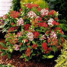 Viburnum Tinus Gwenllian Pflanzen Garten Winter