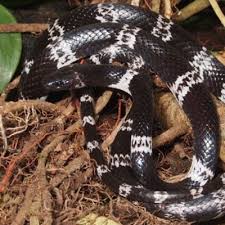 Image result for Warneckea sp.