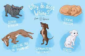 How do i get my dog to stop whining. Reasons Why Your Dog Whines And How To Stop It
