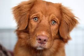 Do puppies eyes change color. Dog Breeds With Green Eyes How Rare Is It Doggie Designer