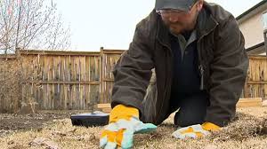 Is dedicated to the highest quality of customer service. Voles Out Of Control In Some Calgary Communities Ctv News