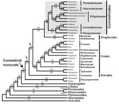 Image result for Floscopa leiothyrsa