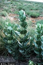 Asclepias Latifolia Broadleaf Milkweed Pfaf Plant Database