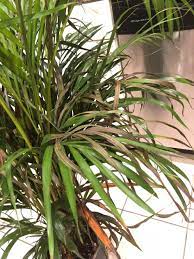 My Areca Palm Is Dying Gardening Landscaping Stack Exchange