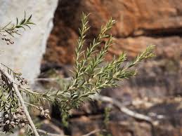 Image result for Melaleuca bracteata