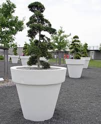 Japanische Stechpalme Toller Buchsersatz Pflanzen Kubelpflanzen Topfgarten