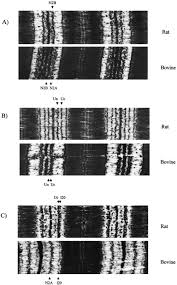 We did not find results for: Extensibility Of Isoforms Of Cardiac Titin Variation In Contour Length Of Molecular Subsegments Provides A Basis For Cellular Passive Stiffness Diversity Sciencedirect