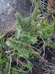 Image result for Chamaecrista fenarolii