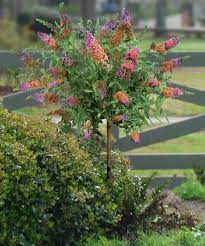 Cottage Farms Direct Live Buddlieia Bi Color Butterfly Bush Patio Tree Best Price And Reviews Zulily In 2021 Part Sun Perennials Butterfly Bush Potted Trees