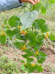 Image result for Pseudoconyza viscosa