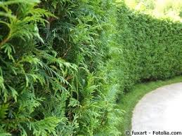 Laubgehölzen gibt man daher die erste düngergabe (ca. Thuja Lebensbaum Pflege Pflanzen Dungen Schnitt