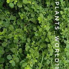 Image result for Trianthema portulacastrum