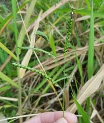 Image result for Urochloa eminii